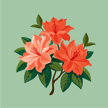 杜鵑花