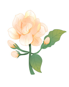 茉莉花朵國(guó)潮插畫
