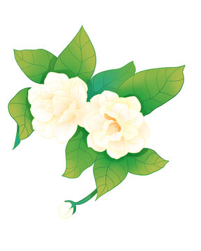 茉莉花朵國潮插畫