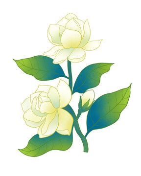 茉莉花朵國潮插畫