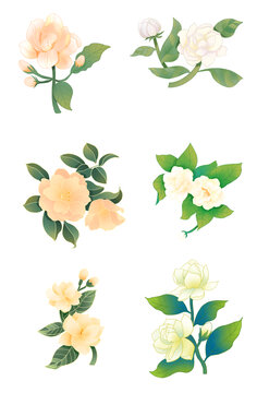 茉莉花朵國潮插畫