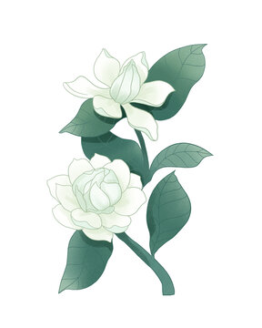 茉莉花朵國潮插畫