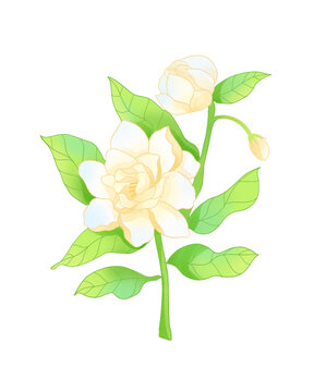 茉莉花朵國潮插畫