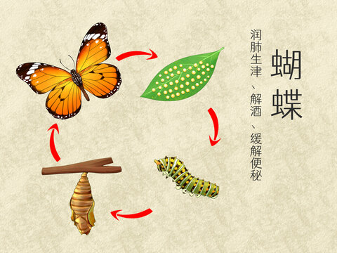 手繪水彩昆蟲蝴蝶發(fā)育插畫