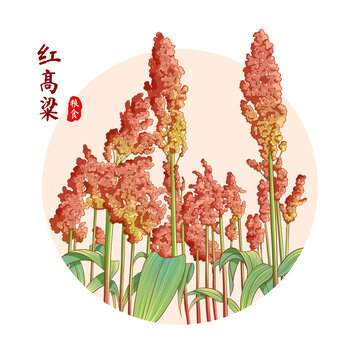 高粱插畫