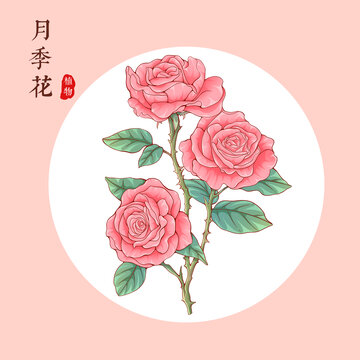月季花