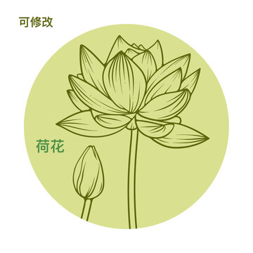 荷花線稿