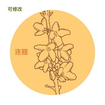 連翹線稿