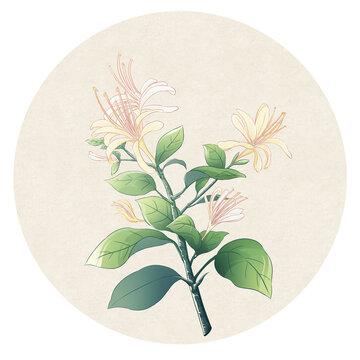 金銀花國(guó)風(fēng)插畫