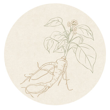 人參白描線稿