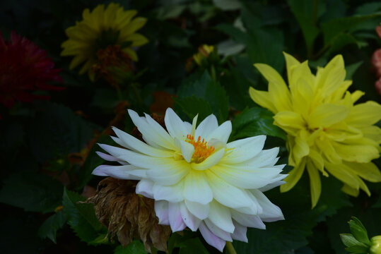 西溪菊花