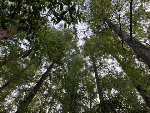 樹冠