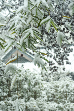 雪