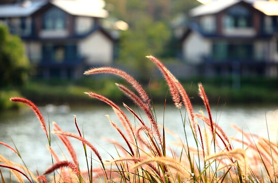 濕地公園狗尾巴草