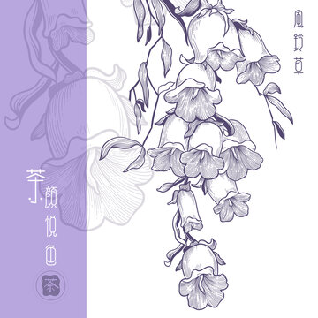線描手繪風(fēng)鈴草