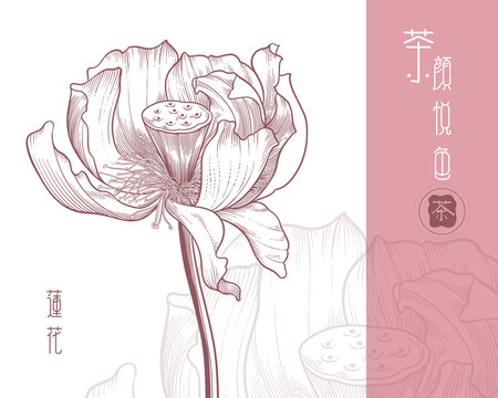線描手繪荷花