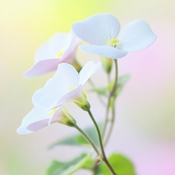 酢漿草花朵