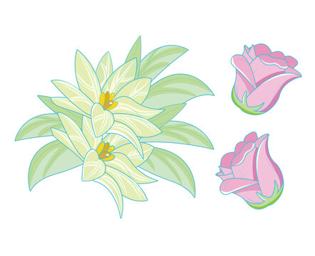 植物玫瑰花卉