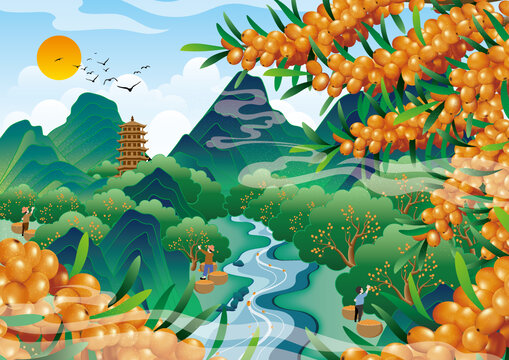 沙棘插畫