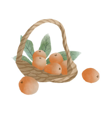 枇杷水彩插畫