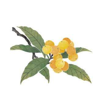 枇杷水彩插畫