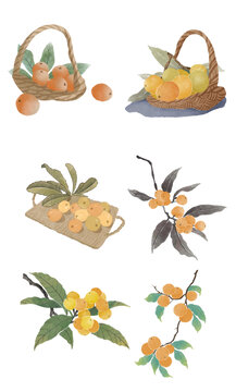 枇杷水彩插畫