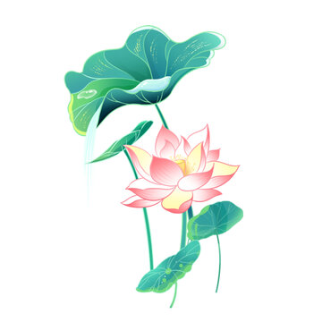 荷花