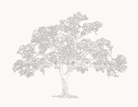 線條樹(shù)手繪