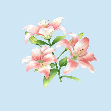 百合