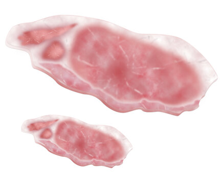矢量豬肉