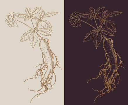 原創(chuàng)鋼筆版畫風(fēng)人參西洋參插畫