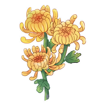 菊花