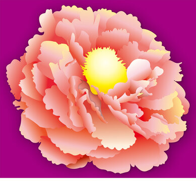 牡丹花