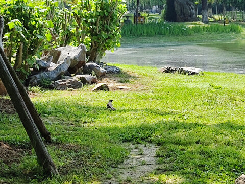 公園里孤獨的鳥