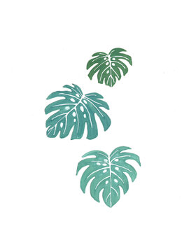 手繪馬克筆龜背竹插畫