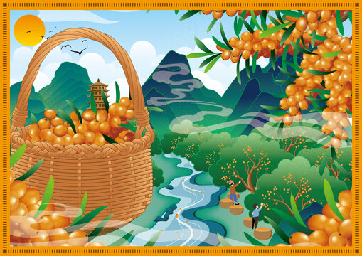 沙棘插畫