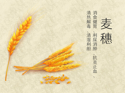 手繪水彩五谷糧食麥穗插畫(huà)