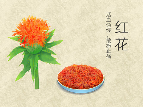 手繪水彩中藥藥材紅花插畫