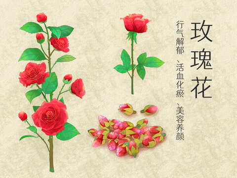 手繪水彩中藥藥材玫瑰花插畫
