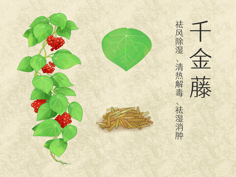 手繪水彩中藥藥材千金藤插畫