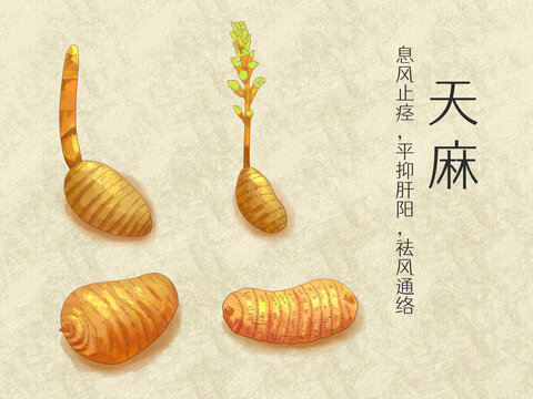 手繪水彩中藥藥材天麻插畫
