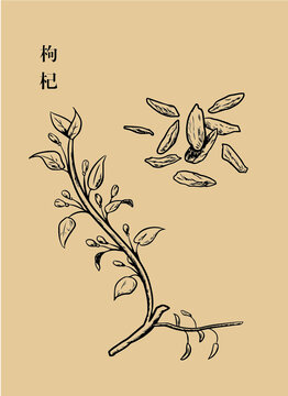 枸杞