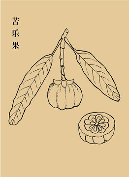 苦瓜
