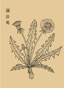 蒲公英