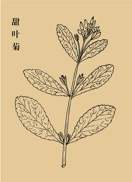 甜葉菊