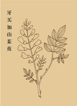 牙買(mǎi)加山茱萸