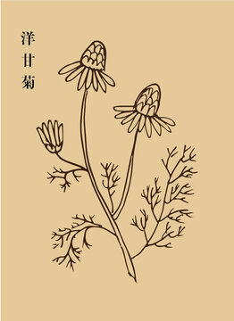 洋甘菊