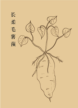 長(zhǎng)柔毛薯蕷