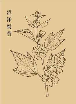 沼澤蜀葵
