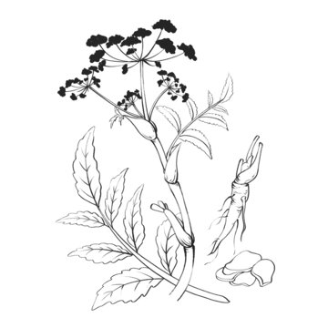 白芷線稿水彩插畫手繪中藥材